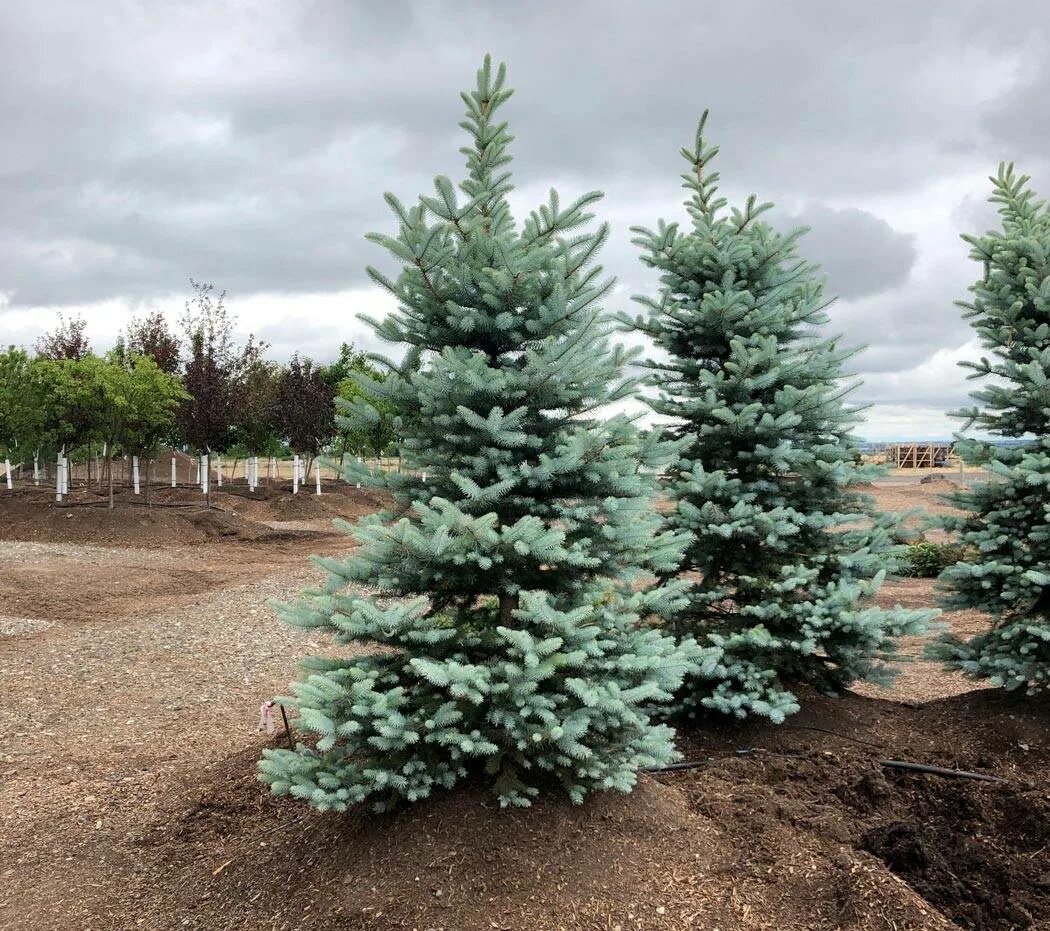 Ель Блю Даймонд. Ель колючая Blue Diamond. Ель колючая Picea pungens Blue Diamond. Ель колючая (Picea pungens) Блю Даймонд. Ель колючая blues