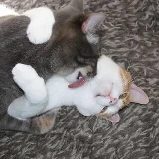 Кошка целую