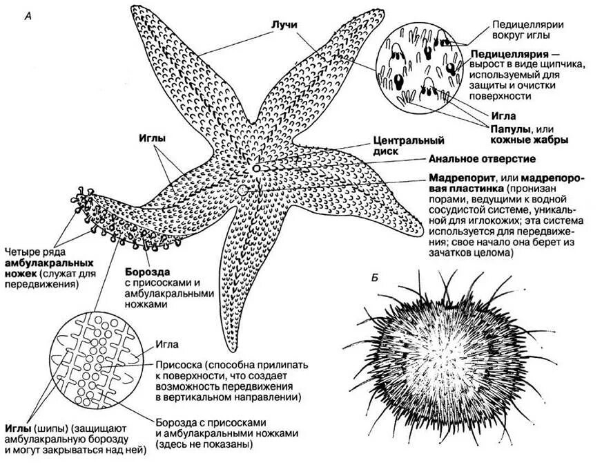 Амбулакральная система иглокожих схема. Тип иглокожие внутреннее строение. Схема строения амбулакральной системы иглокожих. Амбулакральная система морской звезды схема. Морская звезда половое размножение
