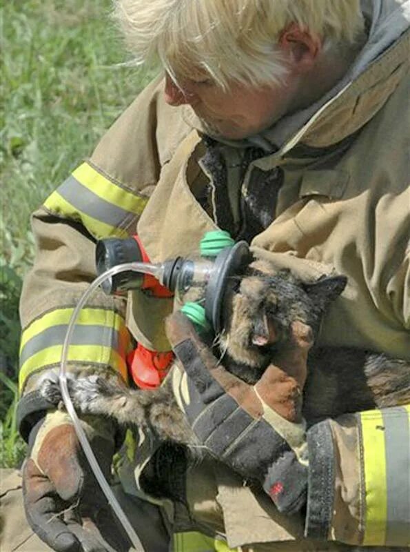 Saving cat