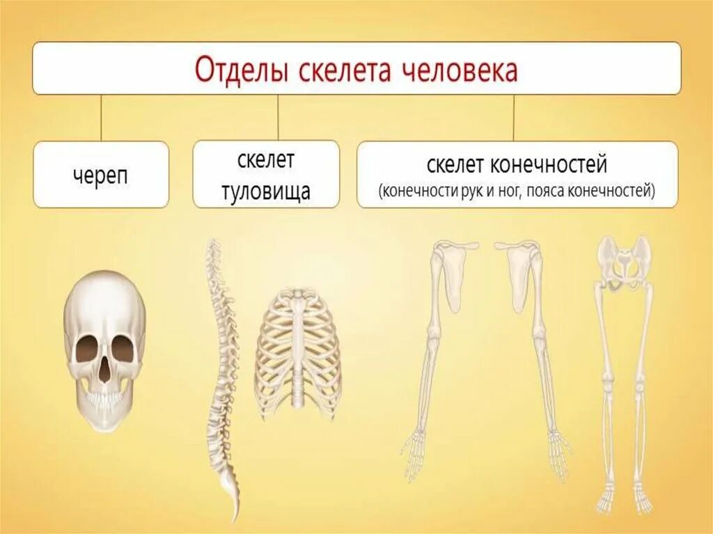 Отделы скелета. Скелет человека. Соединения костей осевого скелета. Отделы скелета конечностей.