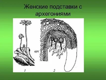 Спорогон