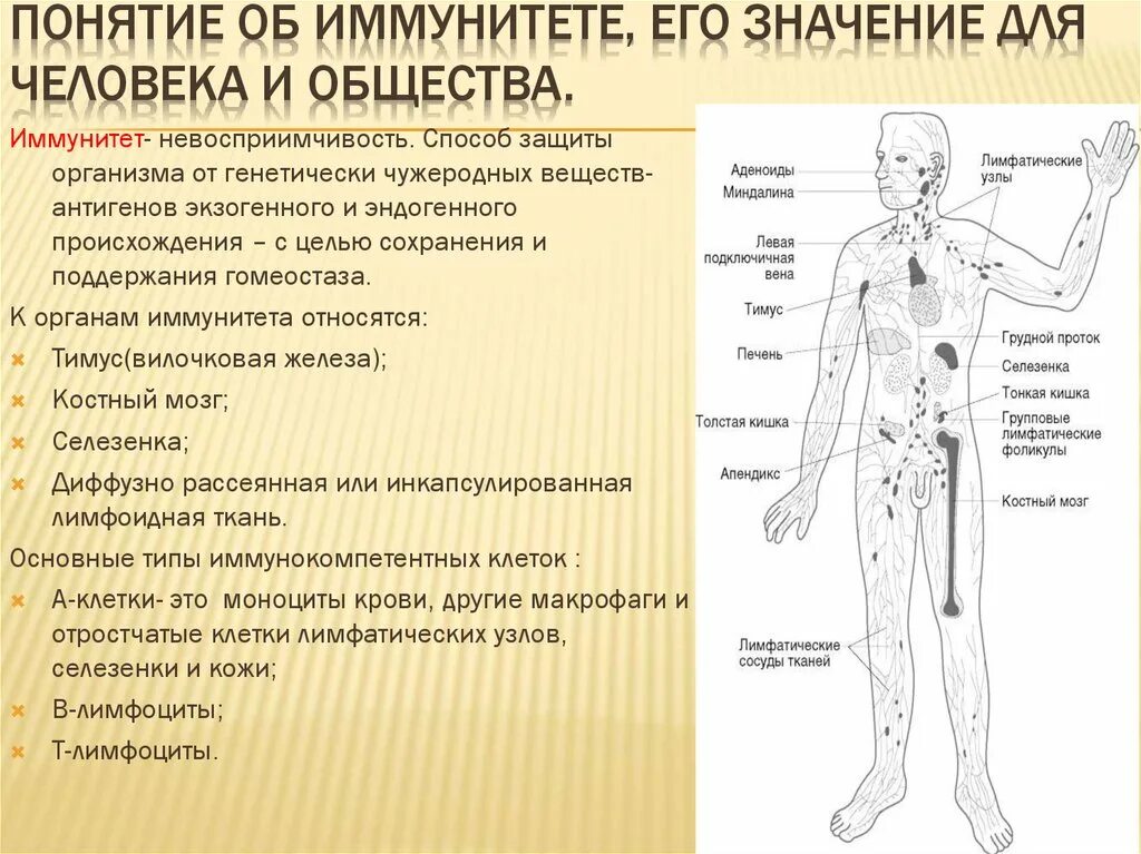 Иммунные зоны. Понятие об иммунной защите организма. Иммунитет органы иммунной системы. Иммунитет его значение для человека и общества. Значение иммунитета для человека и общества.