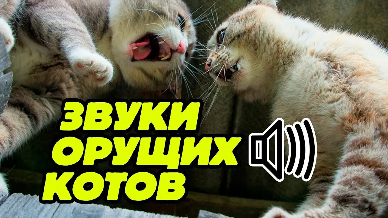 Драка кошек звук. Коты дерутся. Коты дерутся звук. Звук дерущихся котов.