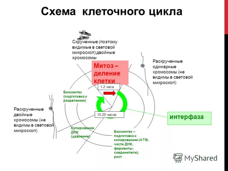 Наиболее длительной фазой в жизненном цикле клетки. Наиболее длительной фазой в жизненном цикле клетки