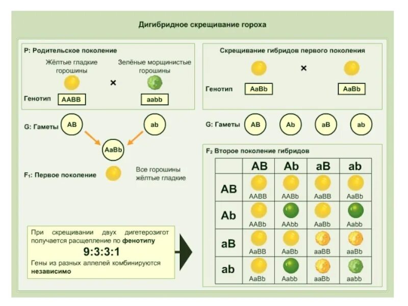 Генотип растения гороха. Схема дигибридного скрещивания гороха. дигибридное скрещивание дигетерозигот. закон менделя для дигибридного скрещивания. дигибридное скрещивание гороха.