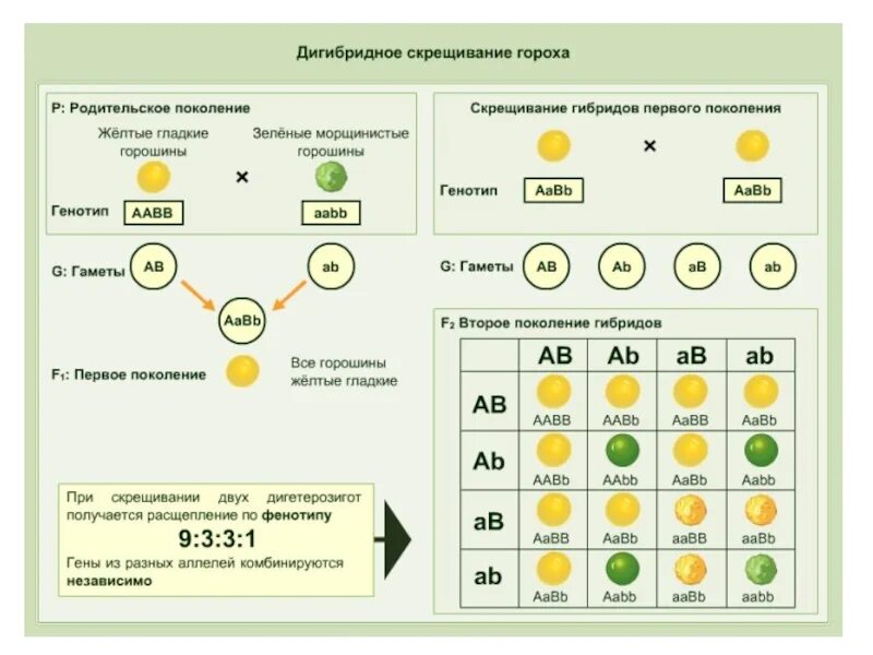 Определите генотип зеленого гладкого гороха. Схема дигибридного скрещивания гороха. Дигибридное скрещивание дигетерозигот. Закон Менделя для дигибридного скрещивания. Дигибридное скрещивание гороха.