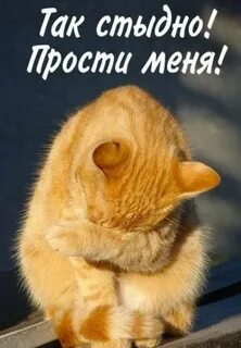 Прости картинка смешная