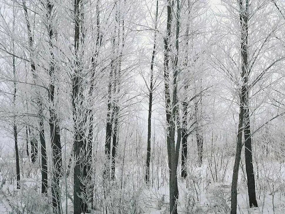 Березки лед. Зимние деревья и кустарники. Лиственные леса зимой. Зимнее дерево. Зима в лесу.