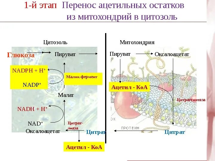 Первая стадия процесса происходит в цитоплазме. Первая стадия процесса происходит в цитоплазме