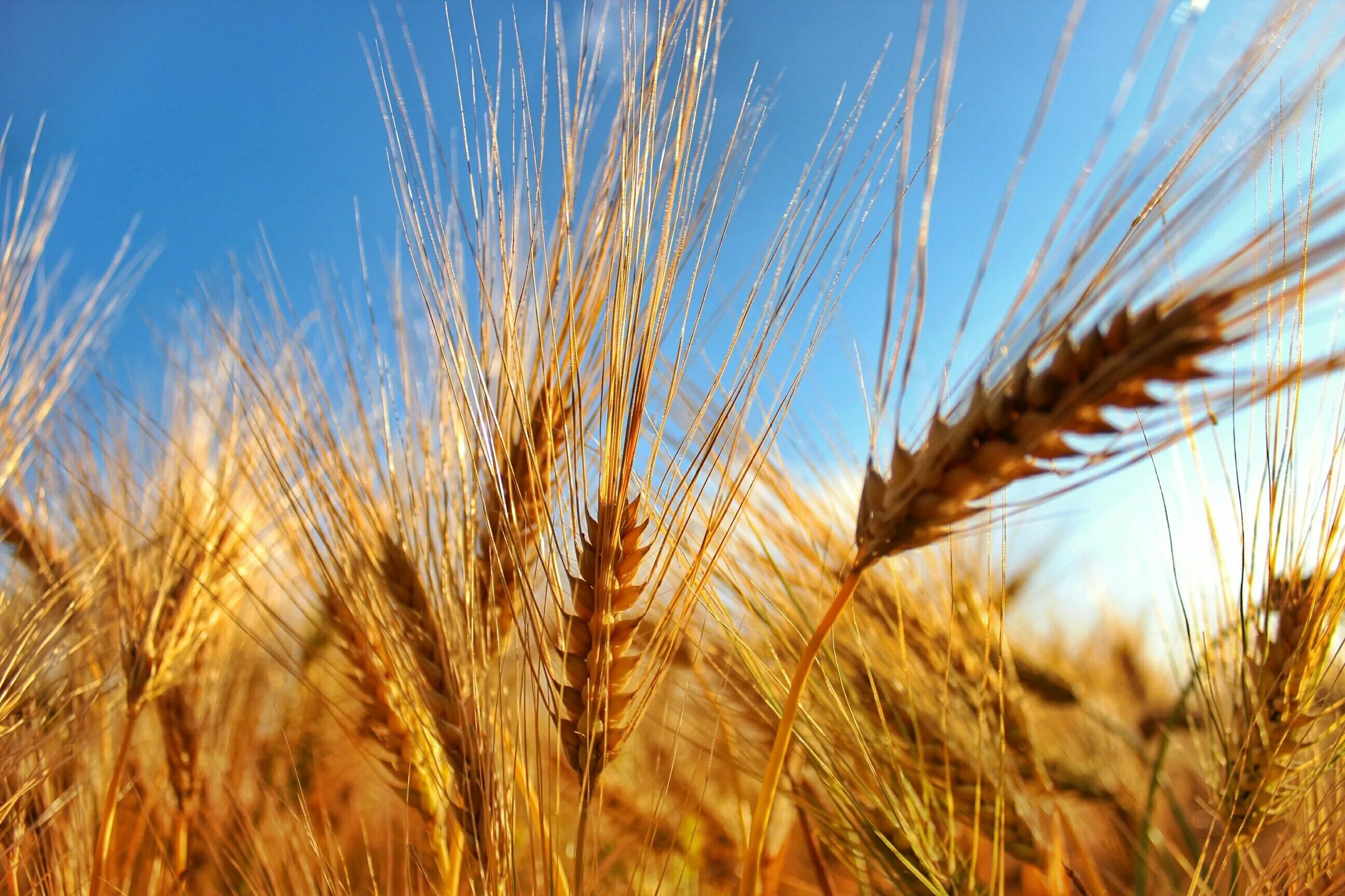 Колосья пшеницы. Пшеница в Аргентине. Колос зерна. Пшеничный колосок.
