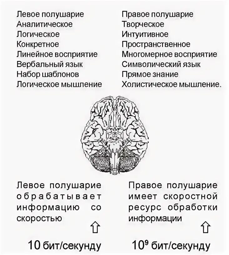 За что отвечает левое полушарие у женщин