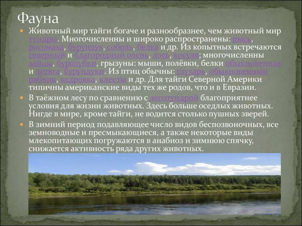 Животный мир тайги очень очень очень очень маленькое предложение. Таежная зона презентация 8 класс география. Рельеф природных зон. Таежная зона презентация 8 класс география. Охрана тайги.