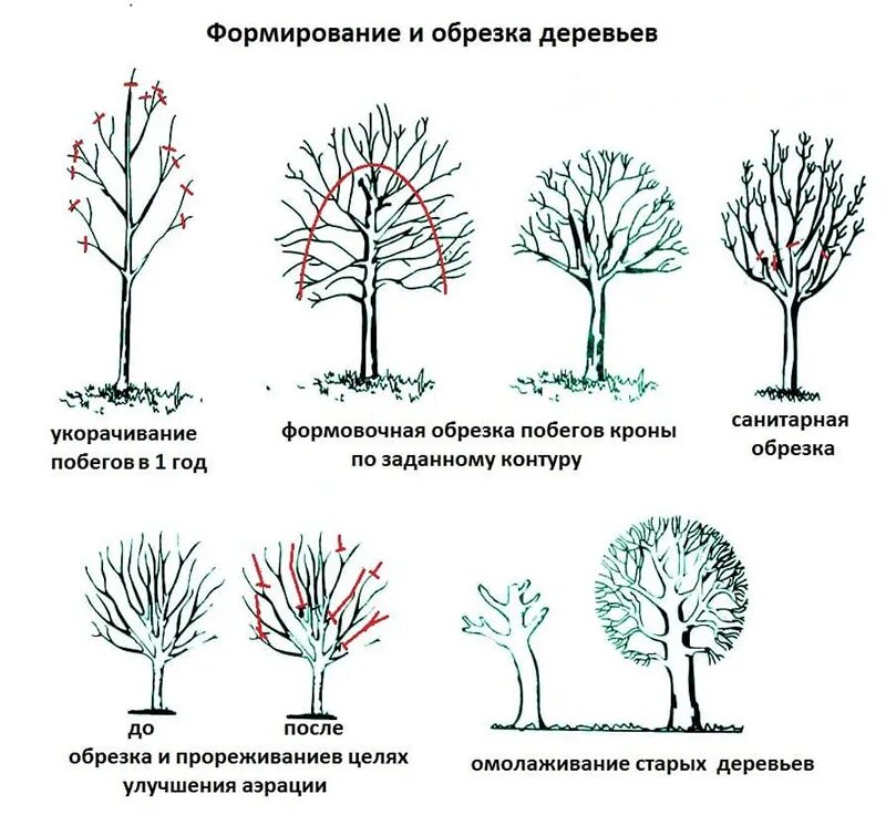 Обрезать абрикос весной. Схема подрезки плодовых деревьев. Обрезка абрикоса весной схема. Правильно обрезать яблоню осенью схема подрезки. Развитие яблони