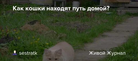 Путь домой коты