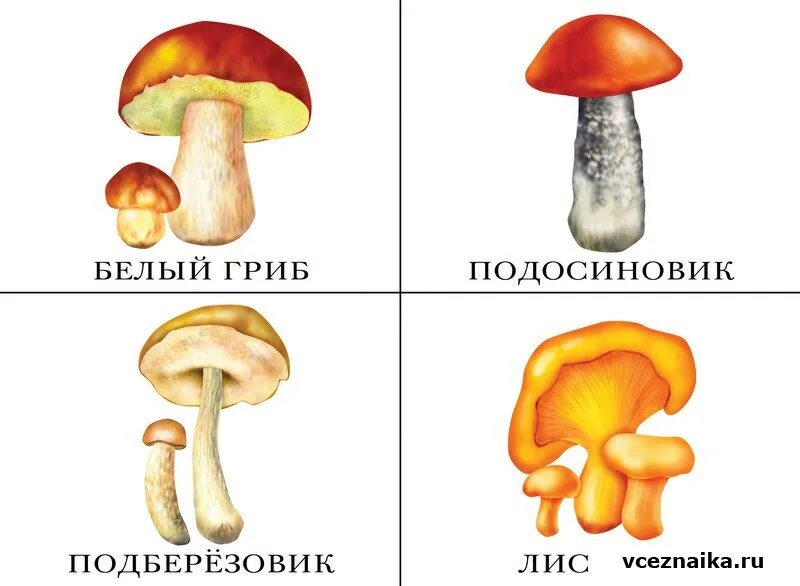 Картинки грибы для детей в детском