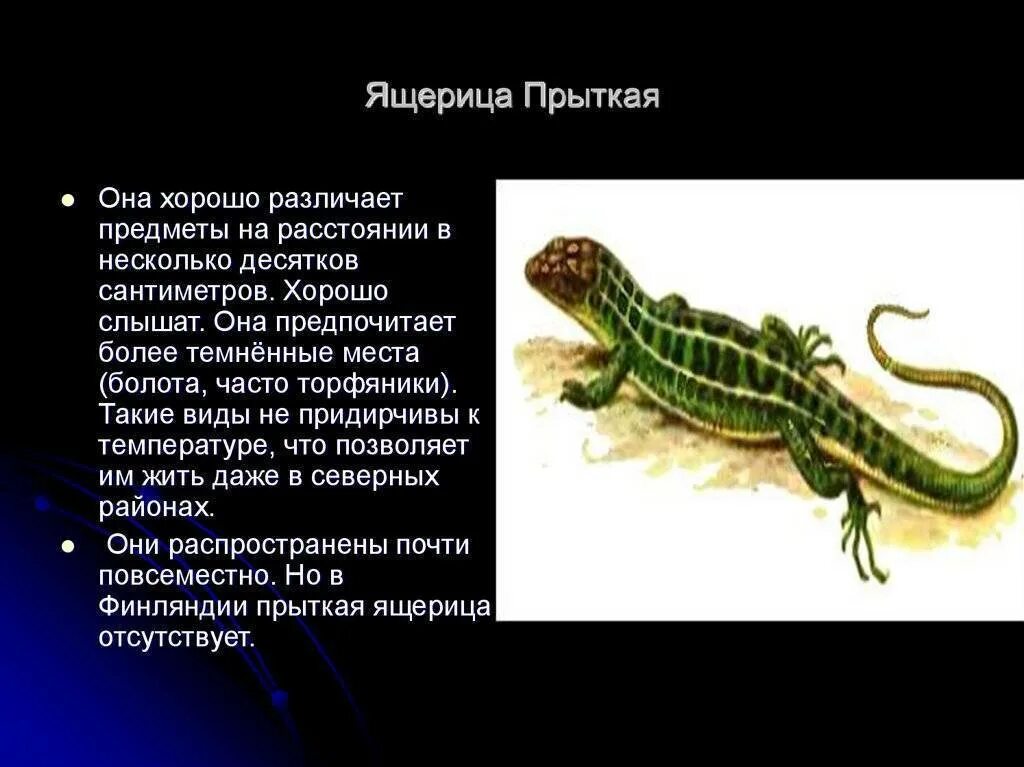 Тип развития прыткой ящерицы. Рассказ о прыткой ящерице. доклад про ящерицу. ящерицы презентация. прыткая ящерица интересные факты.