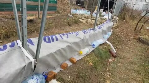 Укрыть виноград в подмосковье