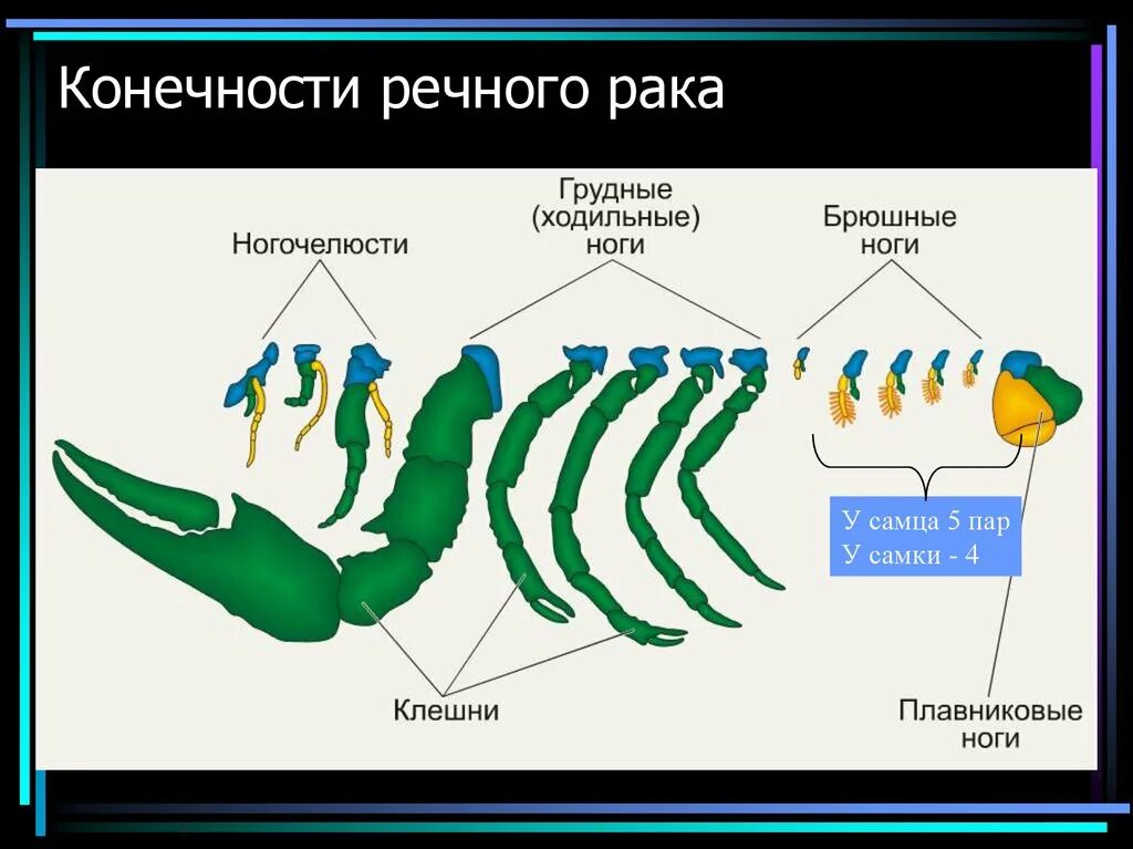 Сколько ног у рака. Конечности ракообразных. Конечности членистоногих. Челюсти ракообразных. Ходильные конечности у речного.