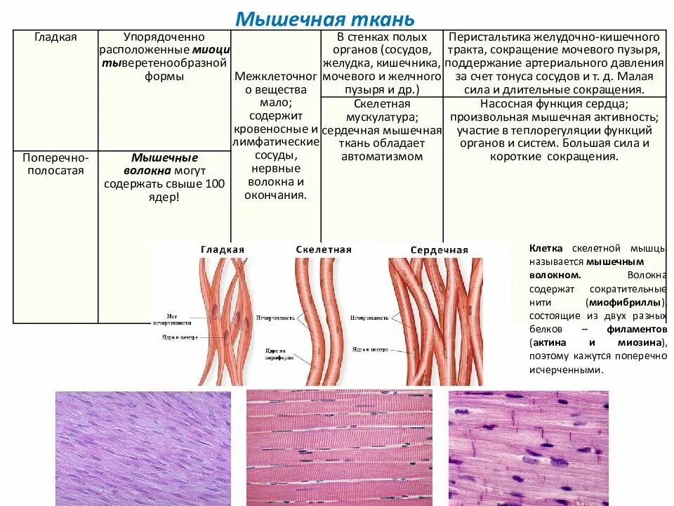 Выполняемые функции мышечной ткани человека. Выполняемые функции мышечной ткани человека