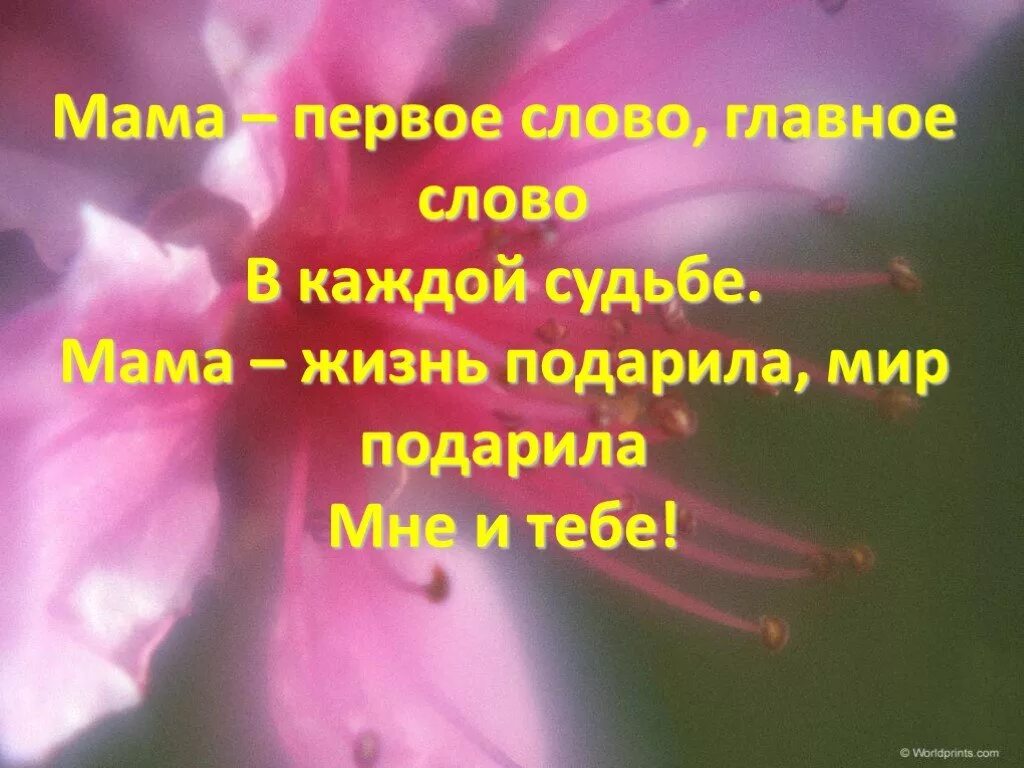 Песня мама первое слово каждое слово. Мама первое слово текст. Мама первая слова. Мама подарила мне жизнь. Мама первое слово тест.