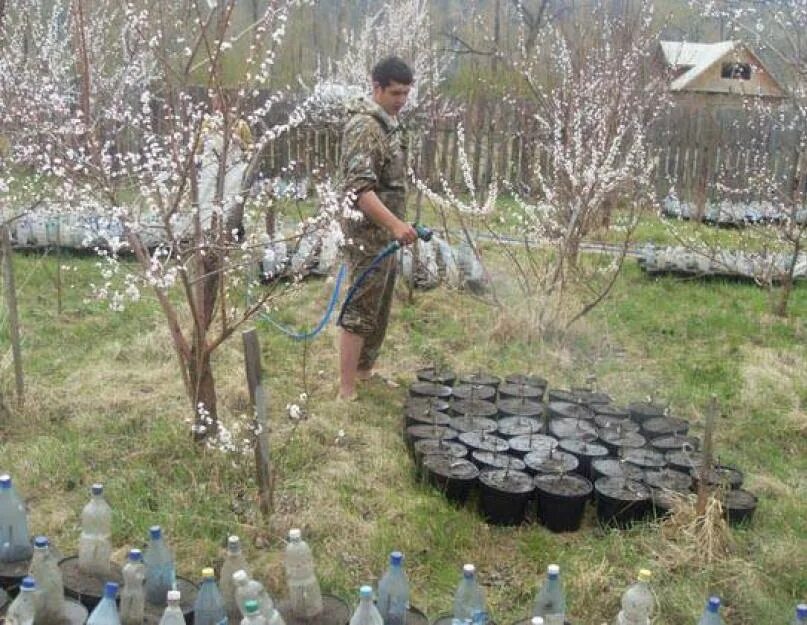 Питомник железова купить саженцы. Лунный календарь уральский садовод. Саженцы абрикос амур. Дача сад огород. Абрикос дерево.