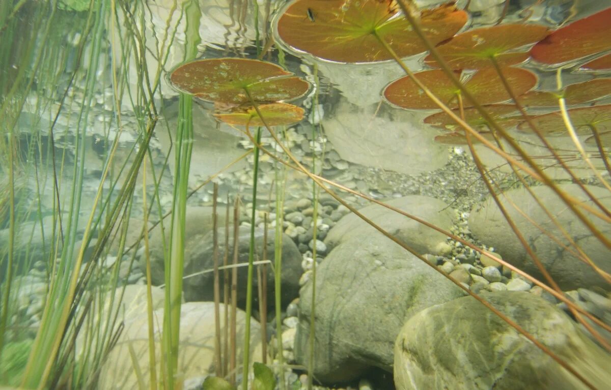 Поверхность прудов летом бывает сплошь затянута водорослью