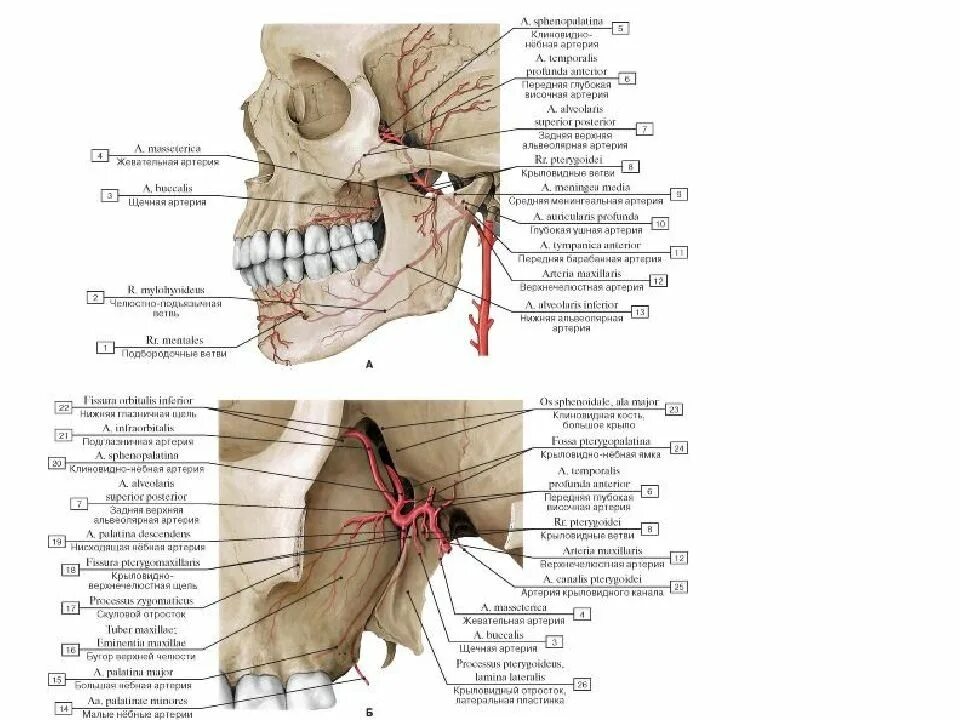 A maxillaris. Нижнечелюстной отдел верхнечелюстной артерии. Нижнечелюстная артерия анатомия. Крылонебный отдел верхнечелюстной артерии. 3 Отдел верхнечелюстной артерии.