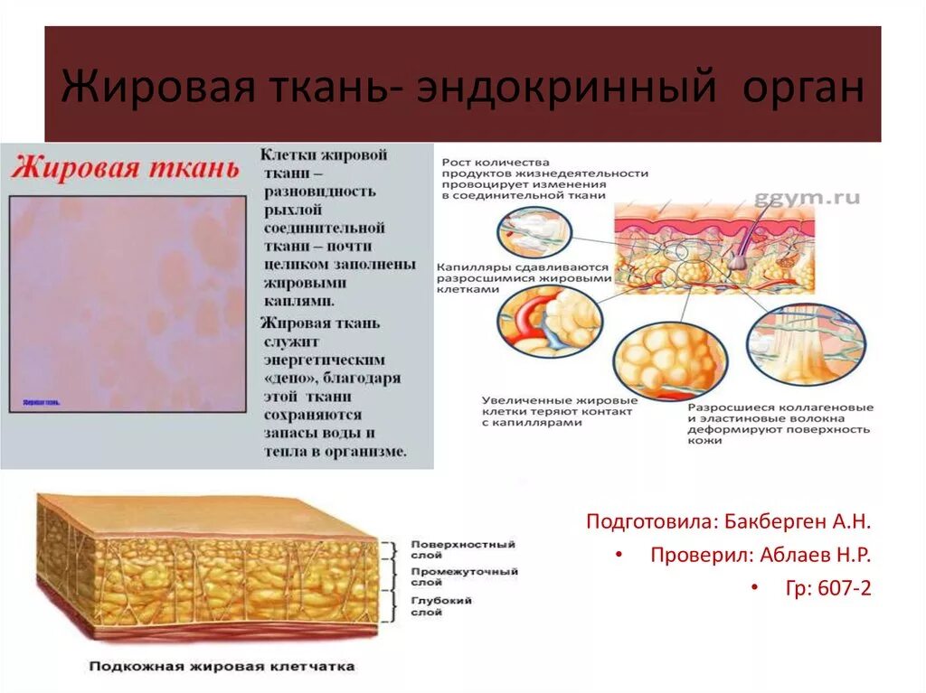 Функции жировой ткани в соединительной ткани. Строение жировой клетки, жировой ткани. Бурая подкожно-жировая клетчатка. Жировая соединительная ткань расположение.