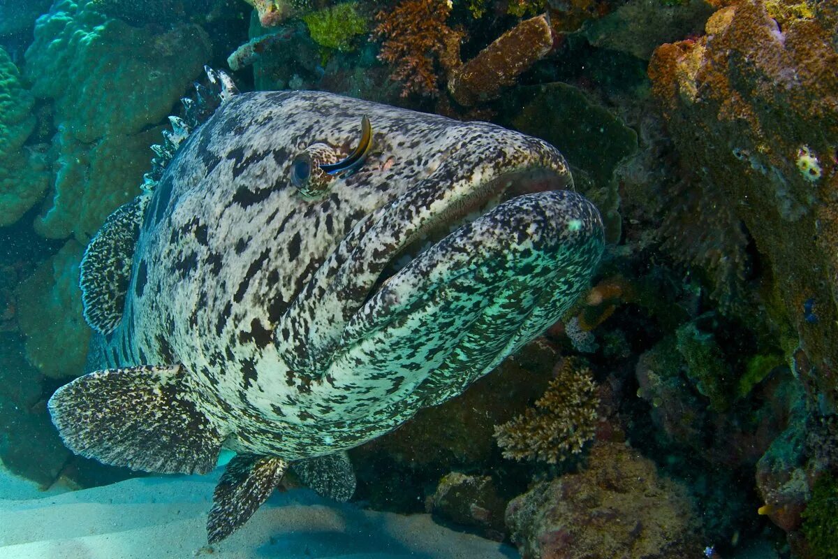 Есть ли в море рыбы. Рыбы в море вид сверху. Рыба попугай океаническая. Рыба крылатка в эгейском море. Крылатка-зебра чернополосая.