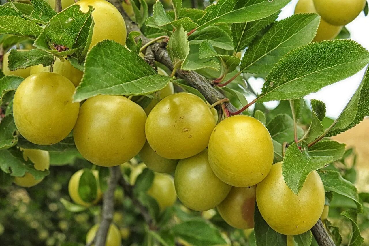Алча фрукт