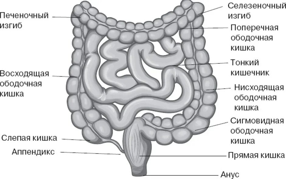Название толстой кишки. Анатомия тонкого кишечника человека схема. Печеночный изгиб ободочной кишки. Поперечная ободочная кишка строение анатомия. Толстая кишка анатомия изгибы.