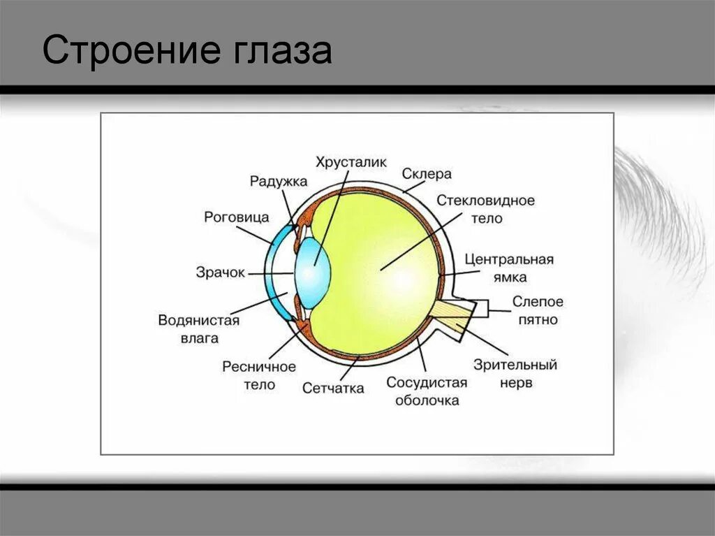 Строение глаза. Строение глаза анатомия. Органы чувств строение глаза. Глаз строение глаза. Глаз орган чувств человека