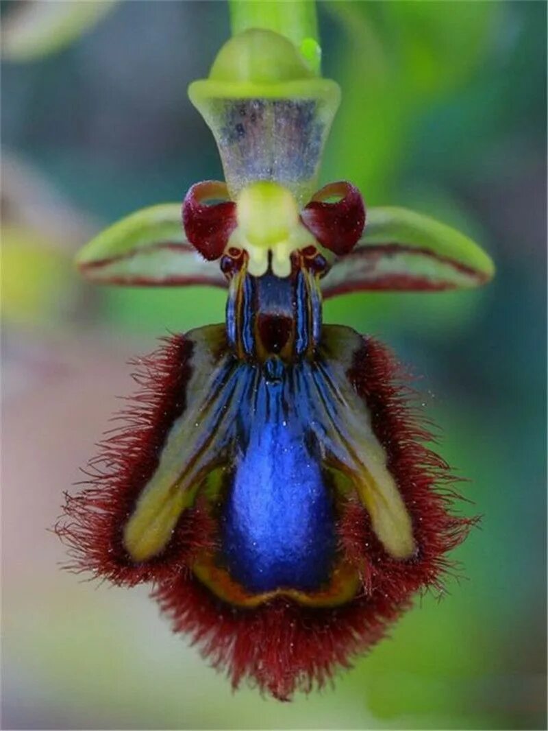 Самая редкая орхидея. Орхидея дракула симиа. Попугайные орхидеи. Caladenia melanema. Самая редкая орхидея.