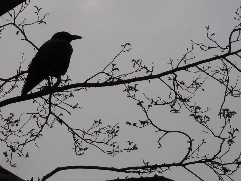 Raven poe. Птицы урбанисты. Ворон в лунном свете на ветке. Edgar Allan POE Crow.