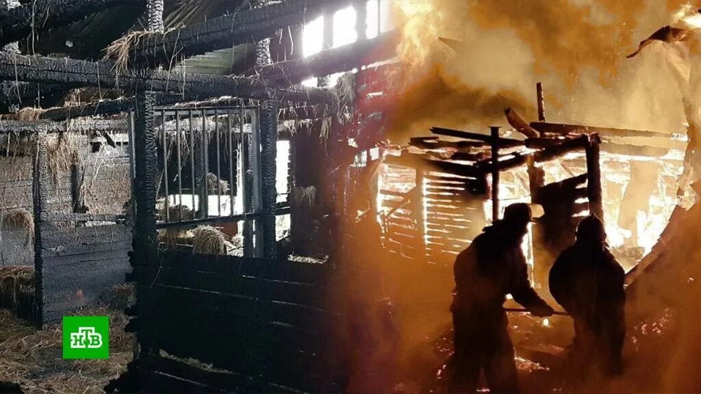 Сгорела конюшня в Новокузнецке. Сгоревшая конюшня в Питере. Пожар в конюшне