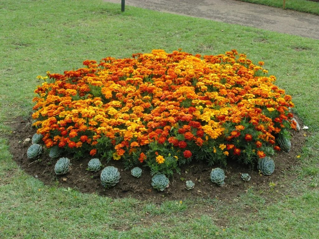 Картинки по запросу клумба ландшафтный дизайн Vegetable bed, Planting succulents