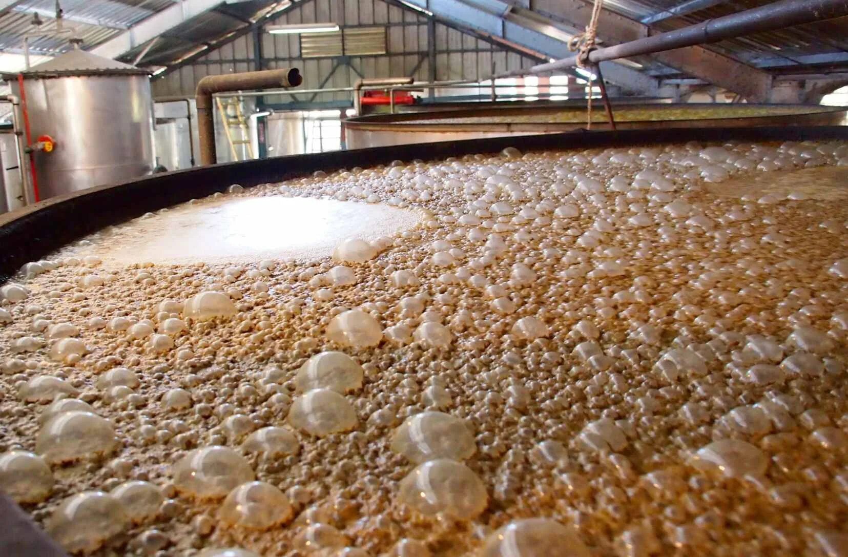 Производство дрожжей. Производство дрожжей. Ферментация агавы. Производство дрожжей. Бродильный цех пивоваренного завода.