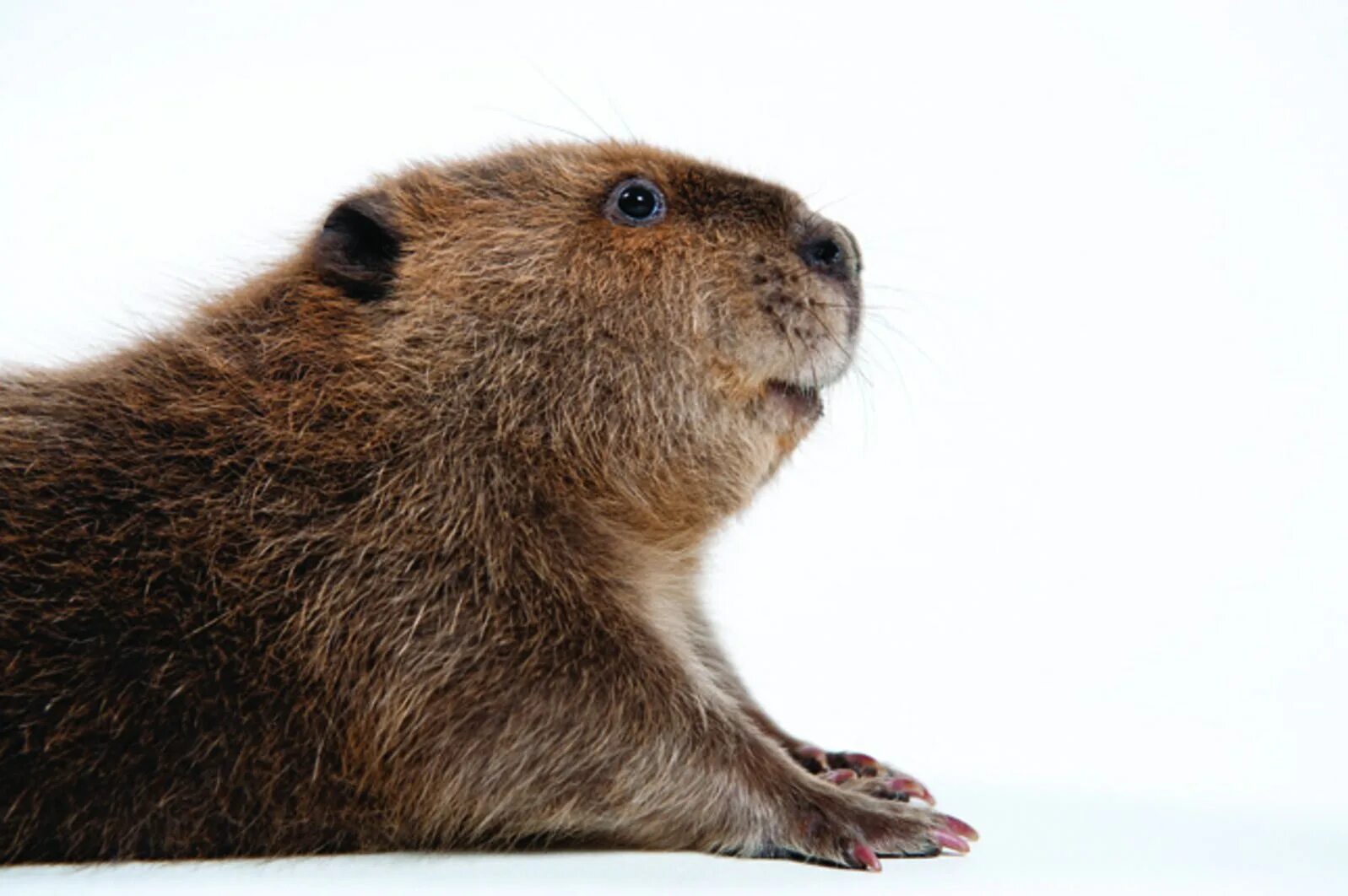 Донат бобрихе. Бобриха ТТ. Канадский Бобр (Castor canadensis). Бобриха онлифанс. Бобр на белом фоне.