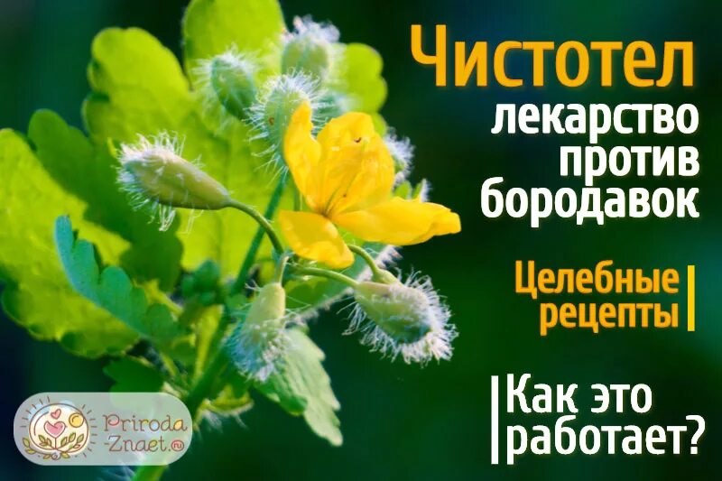 Лучше чем чистотел. Чистотел. Чистотел трава. Чистотел от бородавок. Чистотел лекарство.