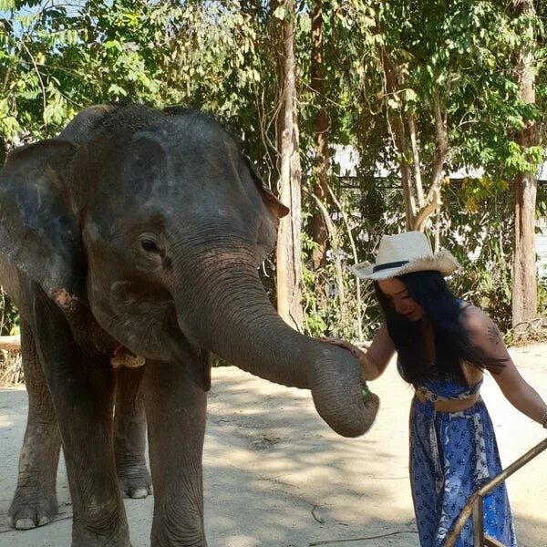 Парк слонов Пхукет. Green Elephant Sanctuary Park Phuket. Центр реабилитации слонов в Южной Африке. Реабилитация слонов.