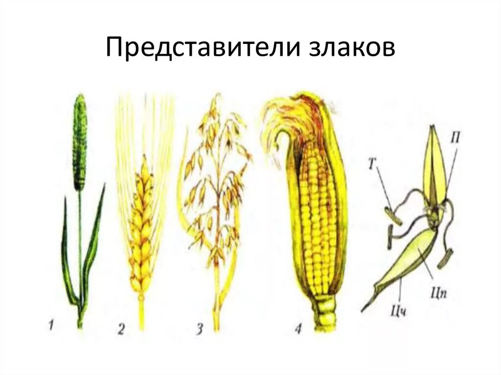 Сложный початок. Семейство злаки Мятликовые представители. Строение цветка семейства злаки Мятликовые. Строение пшеницы семейство злаковых. Однодольные злаковые представители.