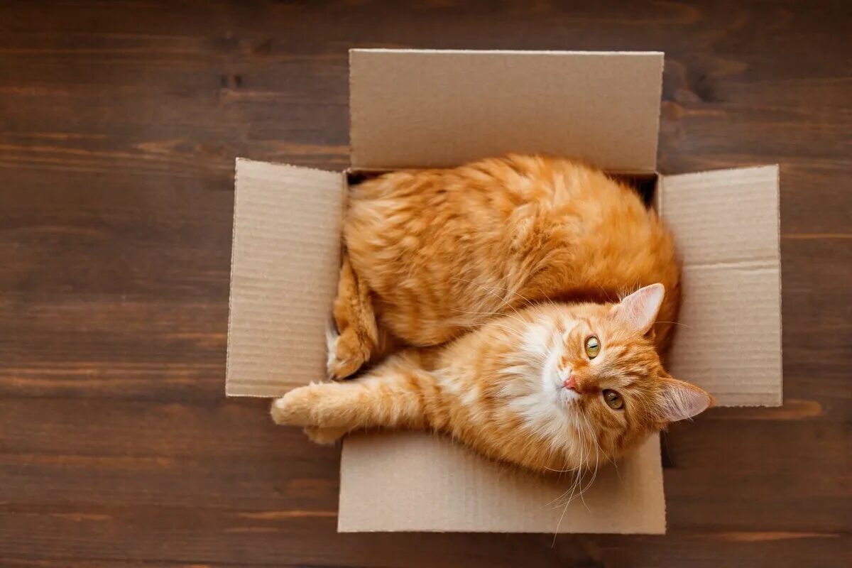 Отчего кошка. Коты в коробках. рыжий кот в коробке. кошка в коробке. коробка для кота.