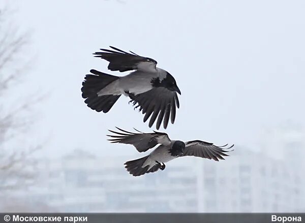 Предсказание от черного ворона пессимиста 9 букв