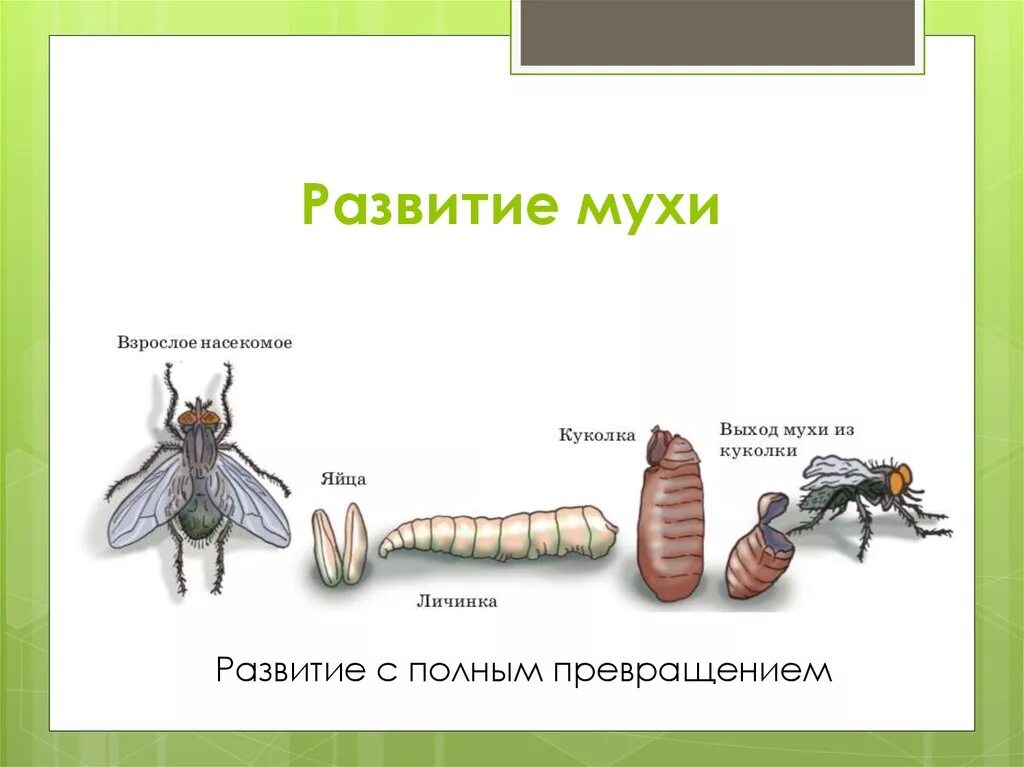 Стадия жизни насекомого. Схема жизненного цикла развития мухи. Цикл развития комнатной мухи. Комнатная Муха жизненный цикл. Цикл развития двукрылых.