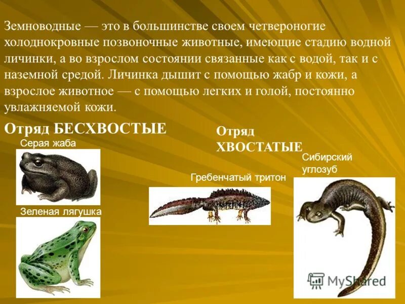 Как оставаться спокойным в любой ситуации психология. Как стать хладнокровным и спокойным в любой ситуации. Отличие хроматофора от хлоропласта. Теплокровные животные. Как стать холоднокровным.
