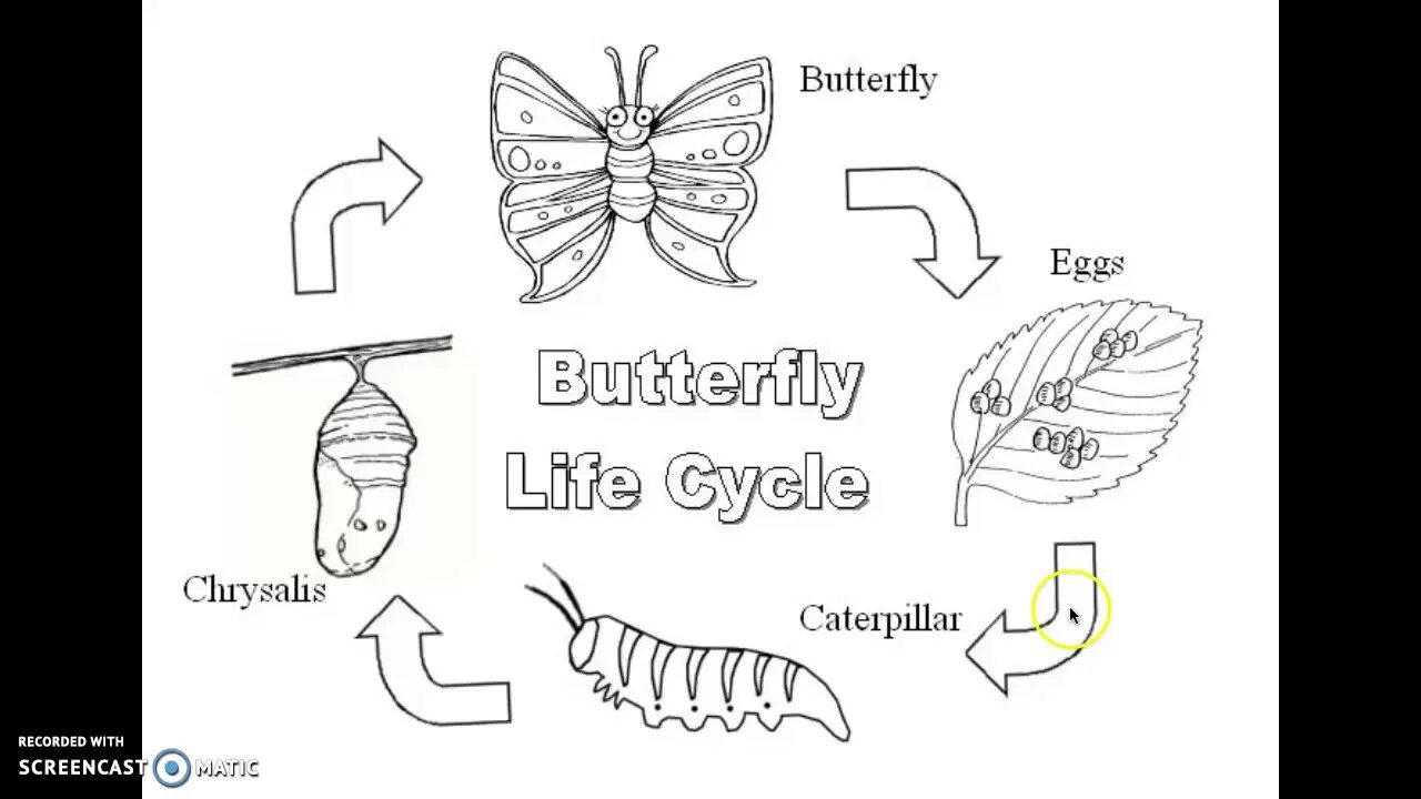 Развитие бабочки схема. Насекомые задания для дошкольников. Фазы развития бабочки. Этапы развития бабочки. Схема развития бабочки для детей.