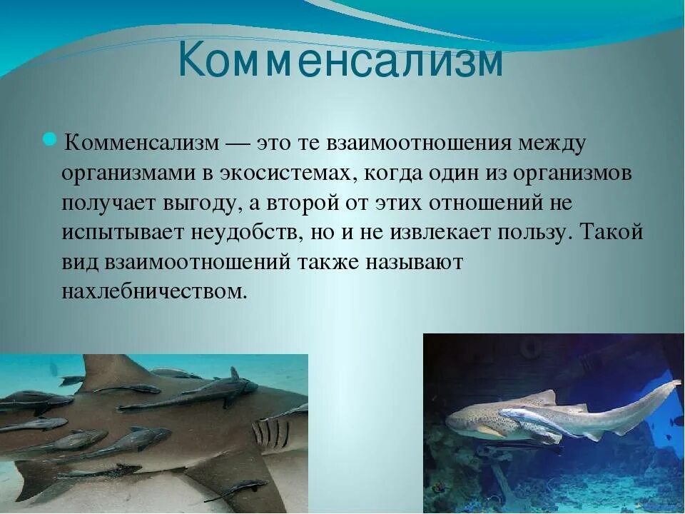 Комменсализм это примеры. Комменсализм синойкия. Мутуализм кооперация комменсализм. Комменсализм характер взаимодействия. Типы отношений между организмами комменсализм.