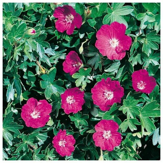 Geranium Sanguineum 'Max Frei'