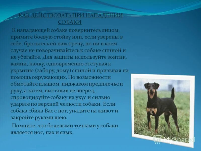 Толкование снов напала собака. Толкование снов напала собака